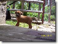 naše štěnátko endy