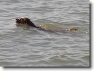 Tady naše Kettynka honí v Balatonu kačenky...