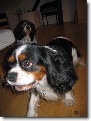 Bára a Pickwick II.