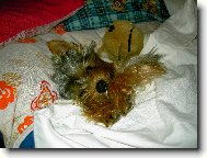 Můj mazlíček Oliver :-))