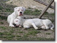 Diablo   Pacha odpočinek