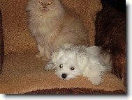 NELINA Z KOSTELCE N Č LESY