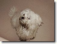 NELINA Z KOSTELCE N Č LESY