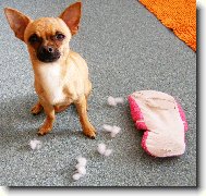 Přičinlivá čivava přistižena po akci