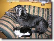 jsi přece jen kočka, ale o kousek se rozdělim