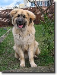 Leonbergřice Pinkavů