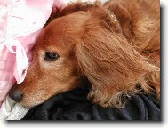 Ušlechtilá hlava Ťapky