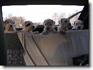 vrh D Blanský les v autě