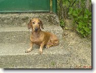 Betulinka na chatečce...