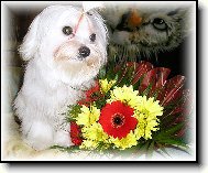 LULDA-ČULDA PLEASURE OF FRIENDSHIP