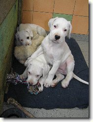 Damia   Dragon   Don T Blanský les