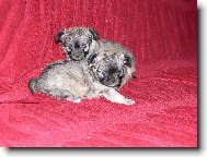 mimiskové Kwisava.cz