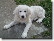 Ayrin Orlický talisman