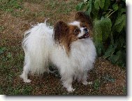 D´Artagnan de Pompadour