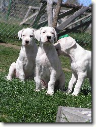 Dragon   Damia   Don T Blanský les