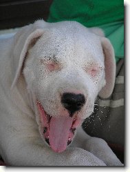 smějící se Damia Blanský les