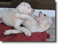 Don T   Dragon Blanský les