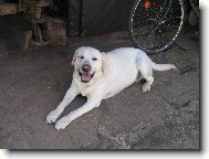 Beník odpočívající