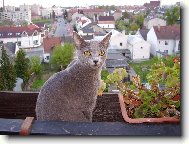 Tady královnou jsem já...