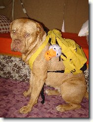 Fajinka se chystá na procházku