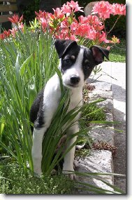 JARO V PERU PO ČESKU