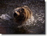 Baron z Hvozdecké kotliny