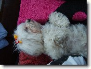 Hajíííííííííí