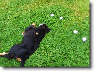 Kdo si hraje, nezlobí - petanque 1