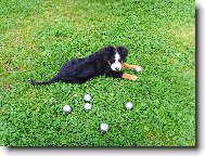 Kdo si hraje, nezlobí - petanque 2