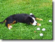 Kdo si hraje, nezlobí - petanque 3