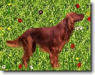 Orlando Králúv hrádek