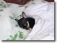 Čivava krátkosrstá