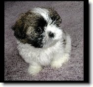 náš rodinný mazel :-)