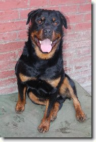 umím krásná štěnátka!