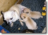 pojízdná mlékárna :-)))