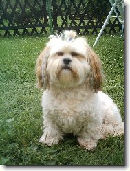 můj pejsánek Lucinka