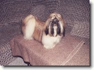 Akim Tibetský Skřítek