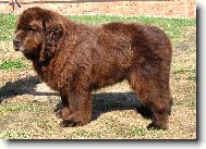 Novofundlanský pes -brown