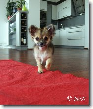 Gladys Chomutovský Amorek