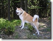 Kde jsem zahlídl toho divočáka?