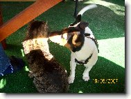 Ebi a její kamarád kocour Matýsek