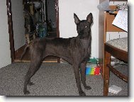 5 měsíců stará fenka