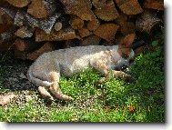 Australský honácký pes