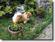 květinka mezi květinkami