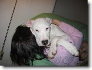 Naše psí slečna jako 1/2roční štěně