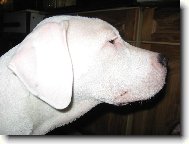 Po přátelském boji s nevlastní sestrou stafordicí