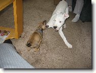 Aduška a Nessa jako prccí