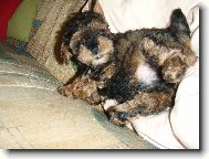 Pan ředitel odpočívá.