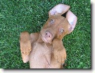 Náš bláznivý Sany