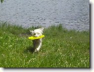 Když talíř zalétne do vody... Meg ho přinese...